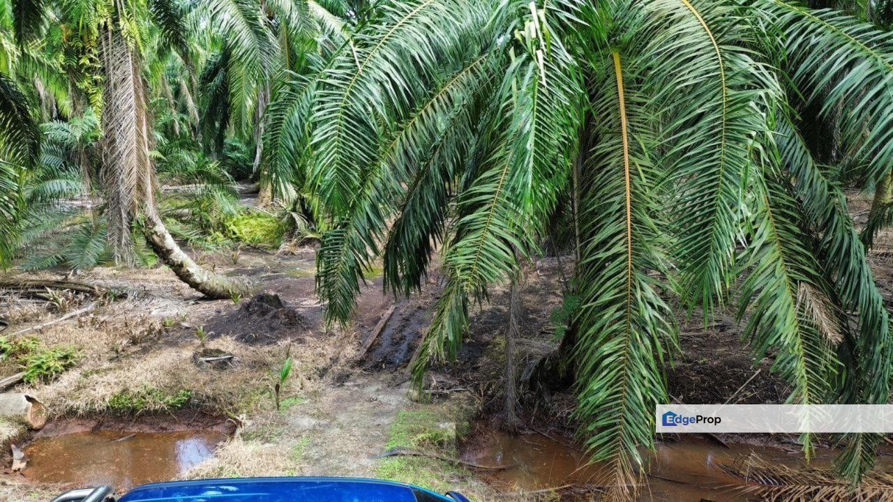 3.8 Ekar Freehold Non Bumi Lot Zoning Residential , Sungai Kelambu TAnjung Dua Belas Banting , Selangor, Banting