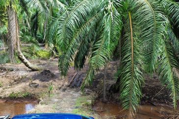 Sungai Sedu @ Tanjung Dua Belas