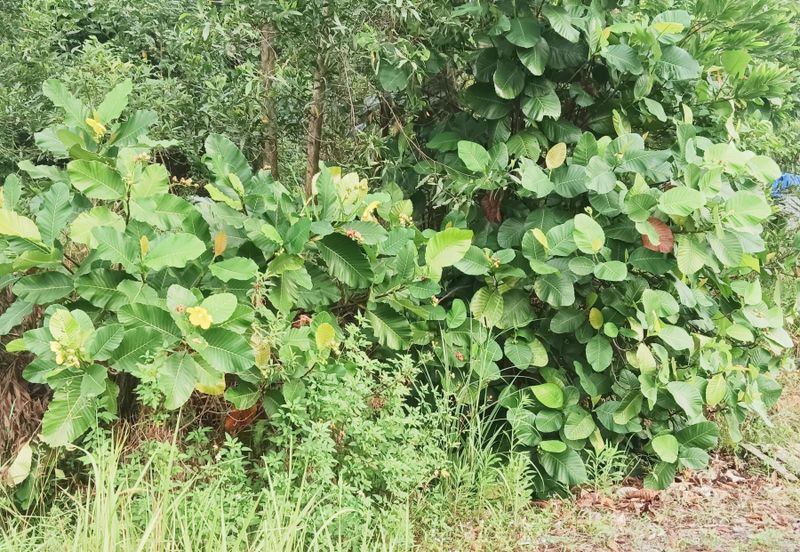 Kampung Sungai Merab Tengah