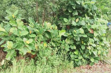 Kampung Sungai Merab Tengah