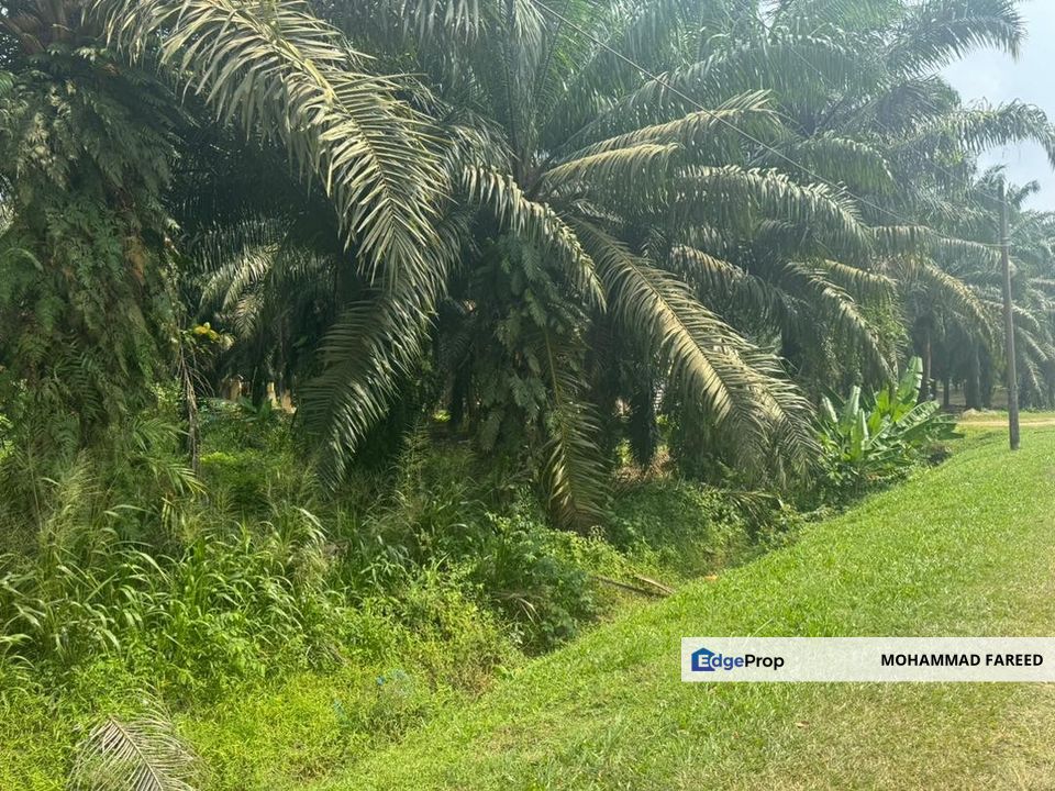 Muar Agricultural Land (Palm Oil Plantation) For Sale, Johor, Muar