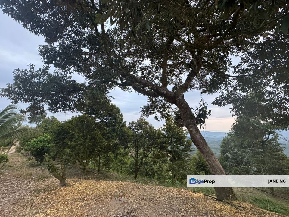 KARAK FREEHOLD DURIAN ORCHARD FOR SALE, Pahang, Bentong