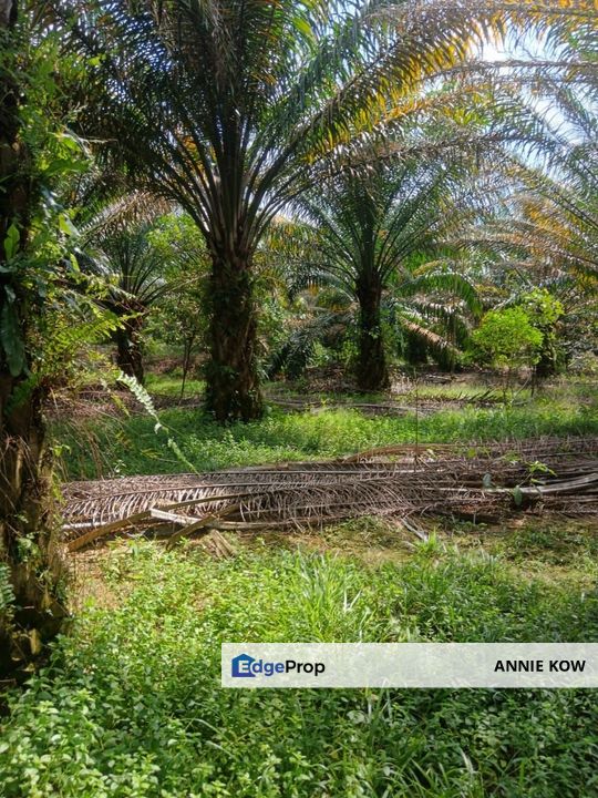 Bidor Oil Palm Agriculture Land , Perak, Bidor