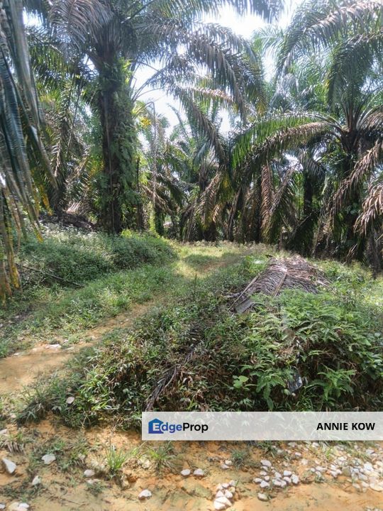 Bidor Oil Palm Agriculture Land , Perak, Bidor