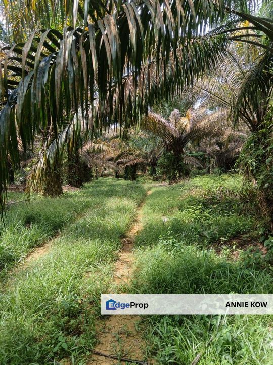 Bidor Oil Palm Agriculture Land , Perak, Bidor