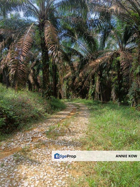 Bidor Oil Palm Agriculture Land , Perak, Bidor