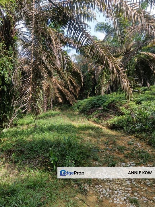 Bidor Oil Palm Agriculture Land , Perak, Bidor