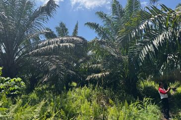 Kampung Sri Cheeding