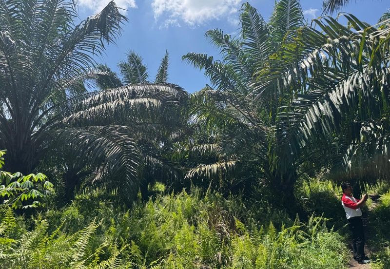 Kampung Sri Cheeding