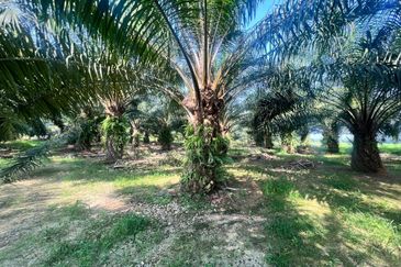 NIBONG TEBAL ARGICULTURE LAND FOR SALE KELAPA SAWIT