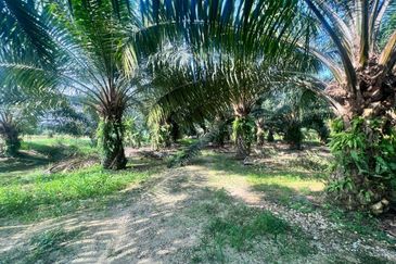 NIBONG TEBAL ARGICULTURE LAND FOR SALE KELAPA SAWIT