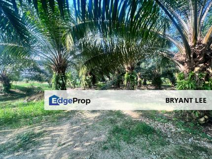 NIBONG TEBAL ARGICULTURE LAND FOR SALE KELAPA SAWIT, Penang, Nibong Tebal