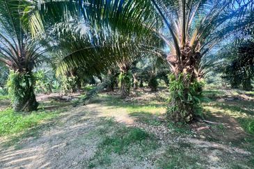NIBONG TEBAL ARGICULTURE LAND FOR SALE KELAPA SAWIT