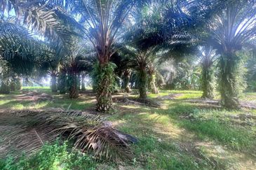 NIBONG TEBAL ARGICULTURE LAND FOR SALE KELAPA SAWIT