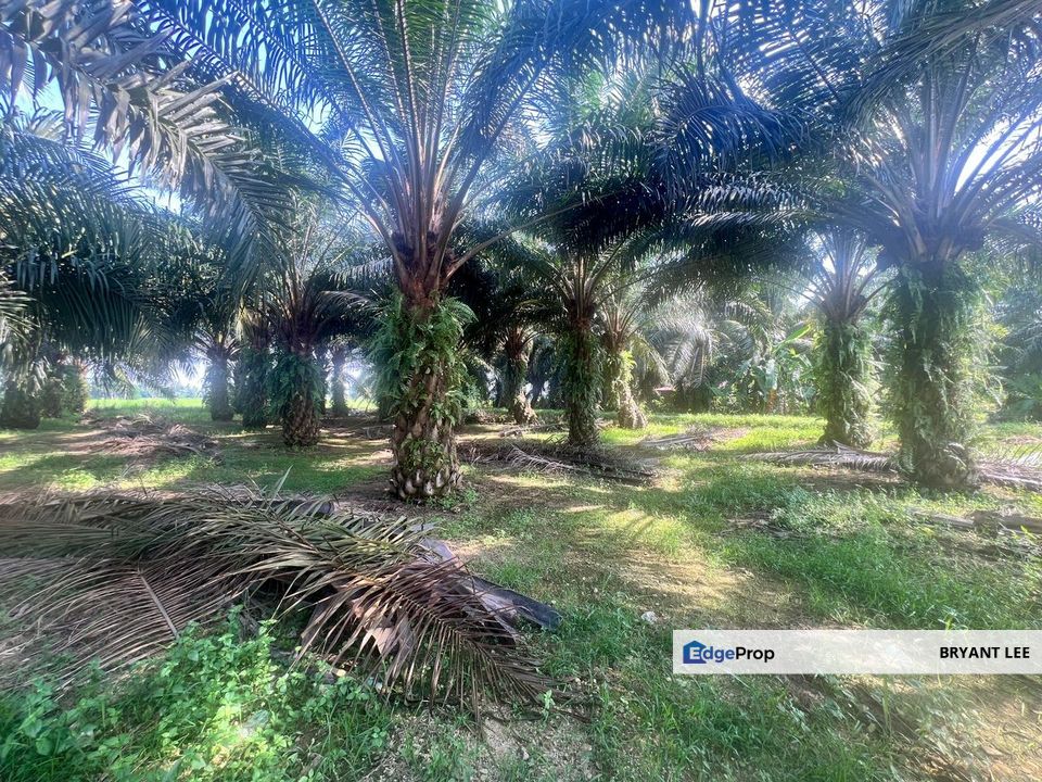 NIBONG TEBAL ARGICULTURE LAND FOR SALE KELAPA SAWIT, Penang, Nibong Tebal