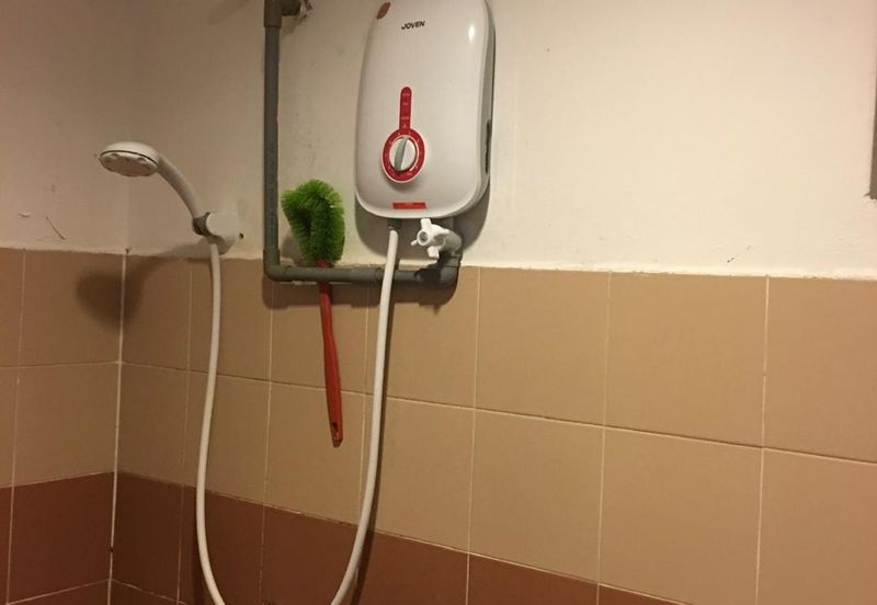 Evergreen Park Acorn and Hazel