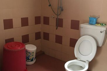 Evergreen Park Acorn and Hazel