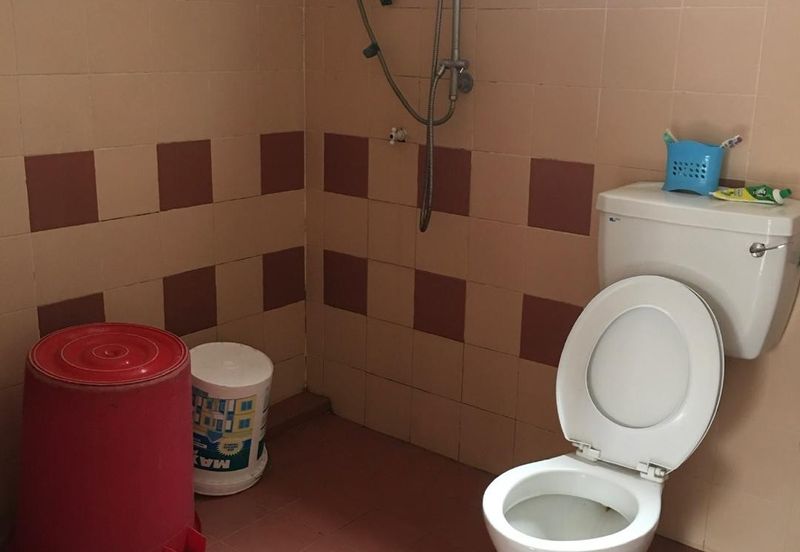 Evergreen Park Acorn and Hazel