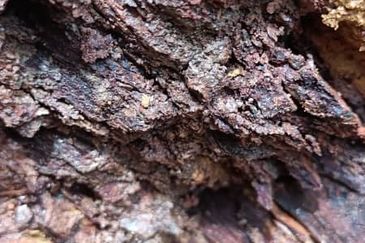 KELANTAN 400ACRE IRON ORE LAND