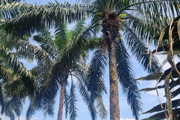 Bandar Seri Perani Kota Tinggi