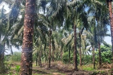 Bandar Seri Perani Kota Tinggi