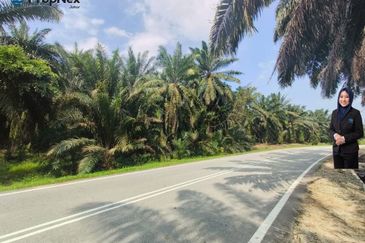 Palm Oil Plantations For Sale Kota Tinggi Freehold  