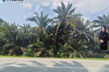 Palm Oil Plantations For Sale Kota Tinggi Freehold  