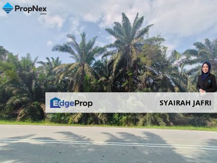 Palm Oil Plantations For Sale Kota Tinggi Freehold  , Johor, Kota Tinggi