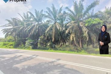 Palm Oil Plantations For Sale Kota Tinggi Freehold  