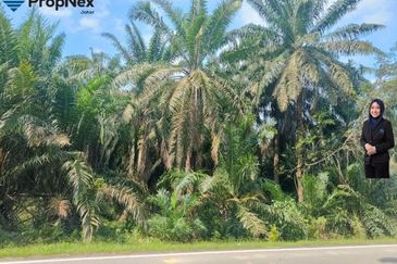 Palm Oil Plantations For Sale Kota Tinggi Freehold  