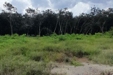 𝙏𝘼𝙉𝘼𝙃 𝙇𝙊𝙏 𝙋𝘼𝙂𝙊𝙃 / 𝙈𝙐𝘼𝙍 𝙋𝘼𝙉𝙅𝘼𝙉𝙂 𝙎𝘼𝙍𝙄 (𝙈𝙐𝙆𝙄𝙈 𝙅𝙊𝙍𝘼𝙆)  