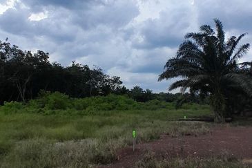 𝙏𝘼𝙉𝘼𝙃 𝙇𝙊𝙏 𝙋𝘼𝙂𝙊𝙃 / 𝙈𝙐𝘼𝙍 𝙋𝘼𝙉𝙅𝘼𝙉𝙂 𝙎𝘼𝙍𝙄 (𝙈𝙐𝙆𝙄𝙈 𝙅𝙊𝙍𝘼𝙆)  