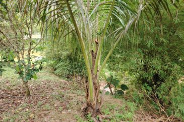 𝗧𝗔𝗡𝗔𝗛 𝗕𝗨𝗞𝗜𝗧 𝗗𝗔𝗚𝗔𝗡𝗚 𝗨𝗟𝗨 𝗧𝗜𝗥𝗔𝗠 