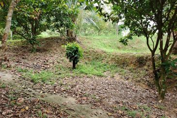 𝗧𝗔𝗡𝗔𝗛 𝗕𝗨𝗞𝗜𝗧 𝗗𝗔𝗚𝗔𝗡𝗚 𝗨𝗟𝗨 𝗧𝗜𝗥𝗔𝗠 