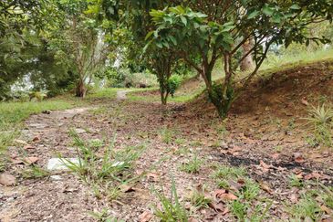 𝗧𝗔𝗡𝗔𝗛 𝗕𝗨𝗞𝗜𝗧 𝗗𝗔𝗚𝗔𝗡𝗚 𝗨𝗟𝗨 𝗧𝗜𝗥𝗔𝗠 