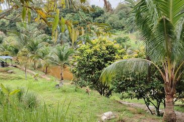 𝗧𝗔𝗡𝗔𝗛 𝗕𝗨𝗞𝗜𝗧 𝗗𝗔𝗚𝗔𝗡𝗚 𝗨𝗟𝗨 𝗧𝗜𝗥𝗔𝗠 