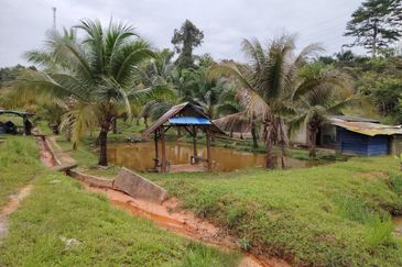 𝗧𝗔𝗡𝗔𝗛 𝗕𝗨𝗞𝗜𝗧 𝗗𝗔𝗚𝗔𝗡𝗚 𝗨𝗟𝗨 𝗧𝗜𝗥𝗔𝗠 