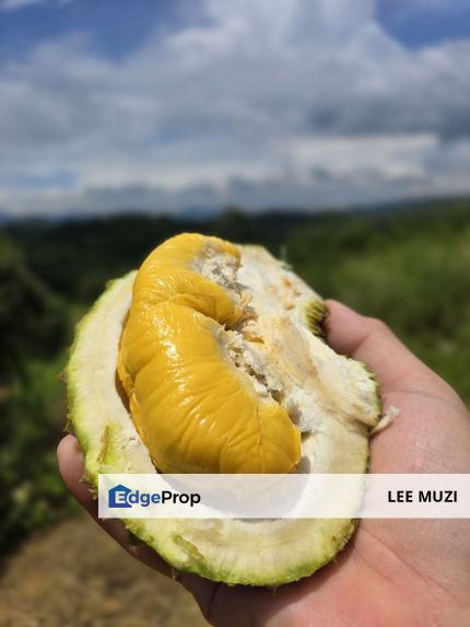 LIMAN KATI, KUALA KANGSAR, PERAK – FREEHOLD PREMIUM DURIAN ORCHARD FARM WATER PIPING READY WITH MOUNTAIN WATER MUSANG KING • BLACK THORN • HONG XIA • , Perak, Ipoh