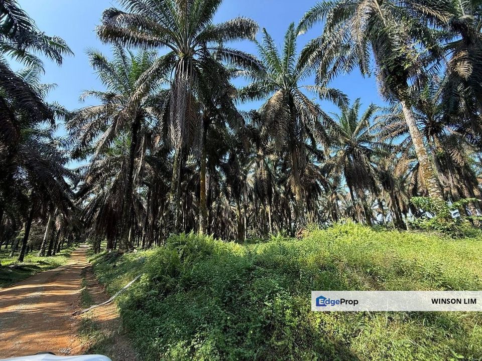 Simpang Renggam Agriculture Land, Johor, Kluang