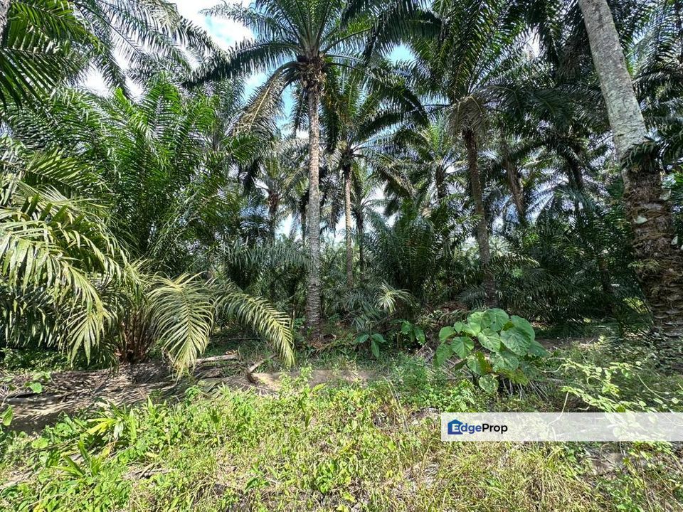 Selandar , Melaka - Tanah 2 Lot Tepi Jalan Untuk Dijual , Melaka, Jasin