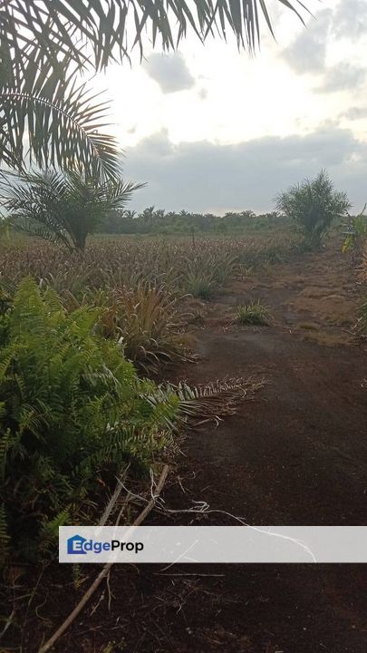 Ayer Hitam, Muar FOR SALE  Rezab Melayu, Johor, Kluang