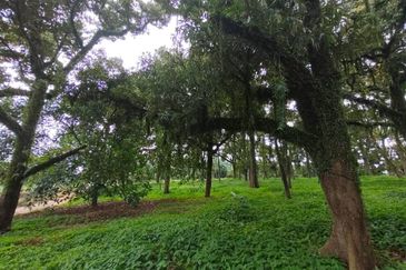 Tangkak 6.8 Acres Agriculture Land For Sale