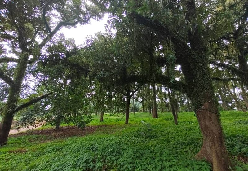 Tangkak 6.8 Acres Agriculture Land For Sale