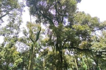 Tangkak 6.8 Acres Agriculture Land For Sale