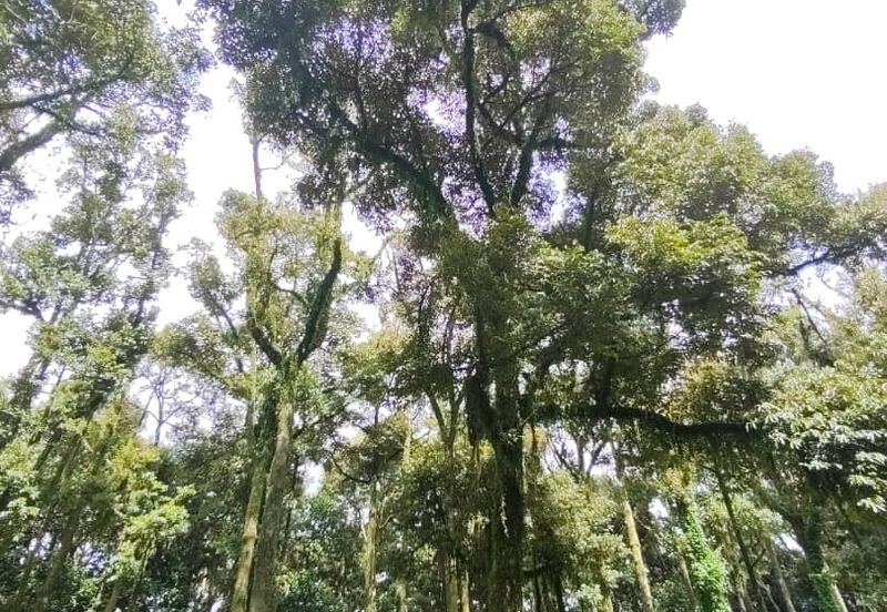 Tangkak 6.8 Acres Agriculture Land For Sale