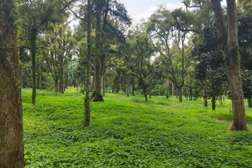 Tangkak 6.8 Acres Agriculture Land For Sale