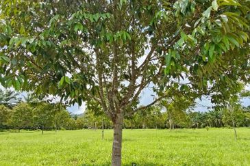 Yong Peng 22.5 Acres Agriculture Land For Sale