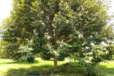 Yong Peng 22.5 Acres Agriculture Land For Sale