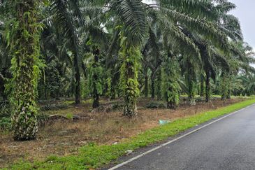 Kampung Semangar 5 Acres Agriculture Land For Sale