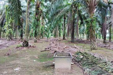 Empire Park Agriculture Land For Sale